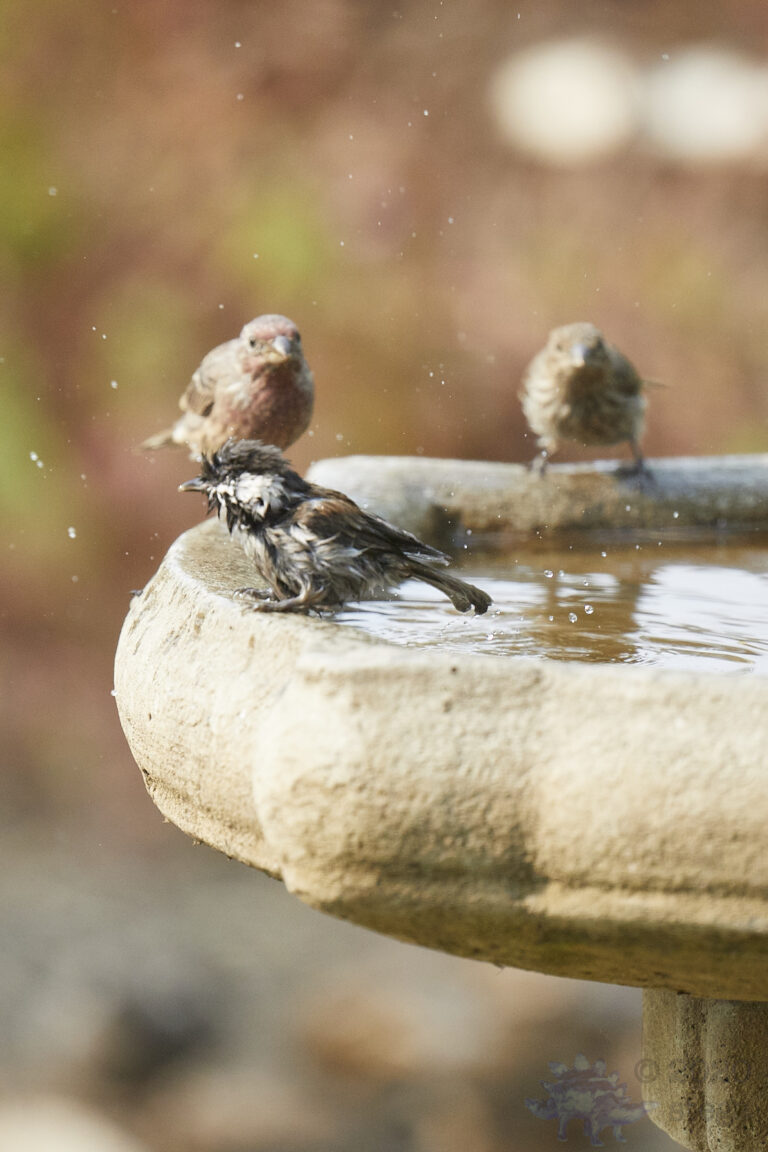 Chestnut-Backed Chickadee and Finches