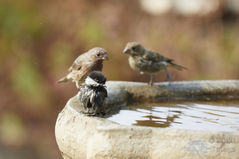 Chestnut-backed Chicadee with House Finches