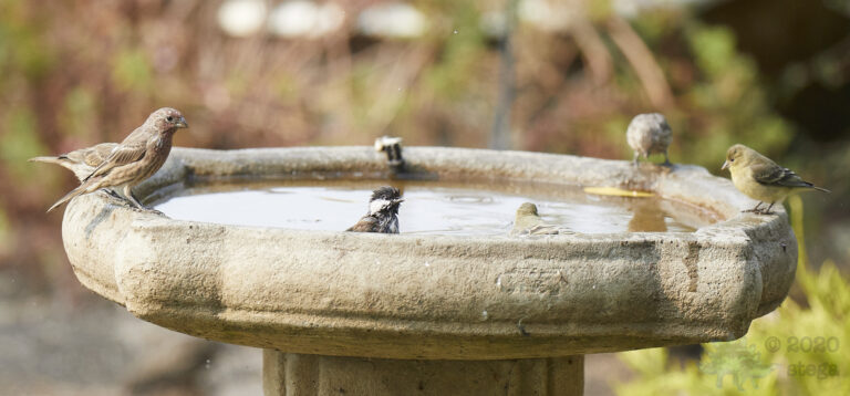 Chestnut-backed Chickadee and Friends