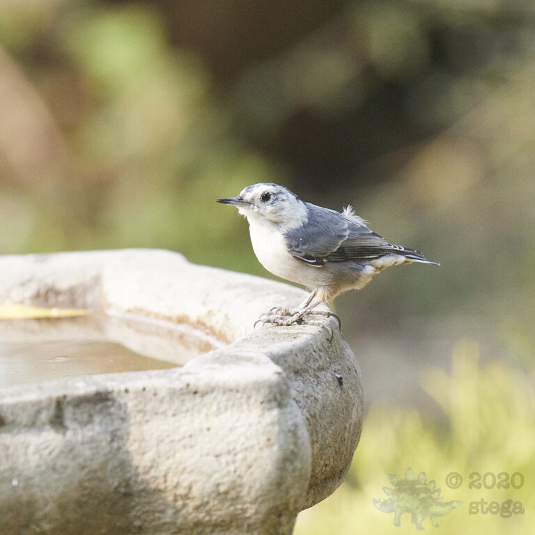 White Breasted Nuthatch