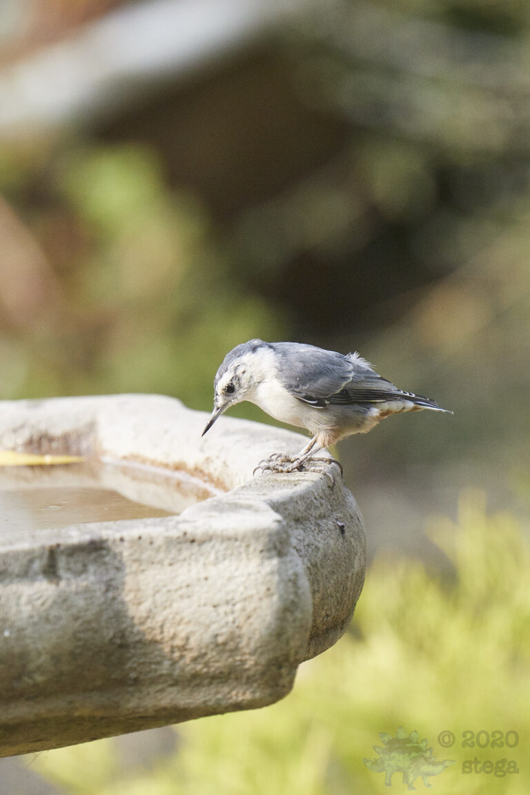 White Breasted Nuthatch