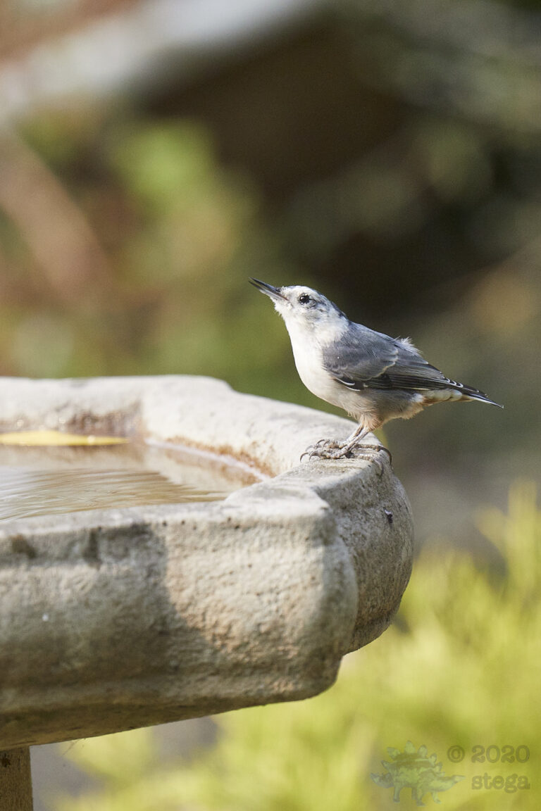 White-Breasted Nuthatch