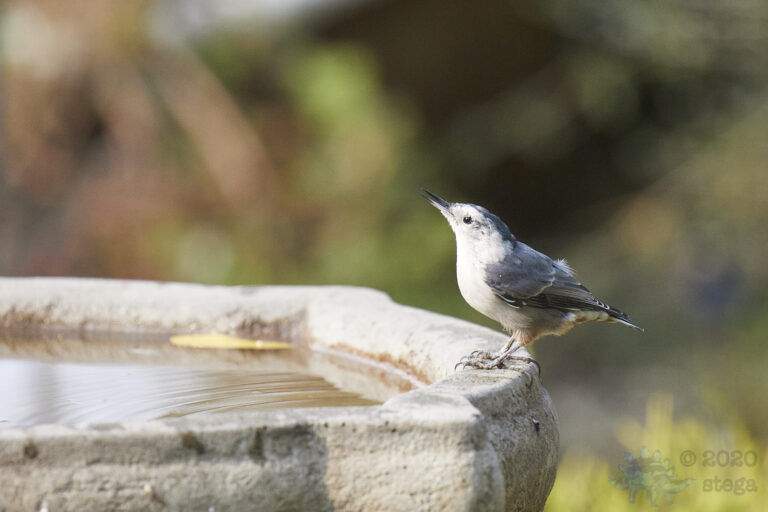 White Breasted Nuthatch