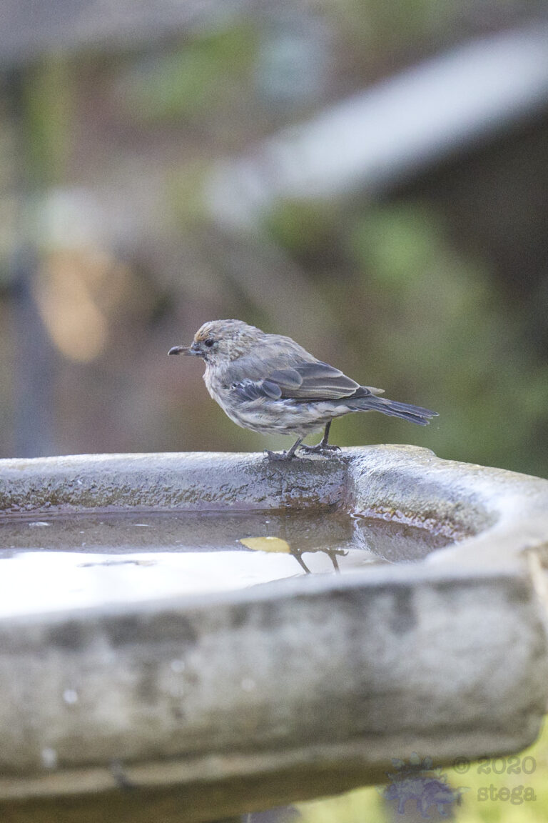 Injured House Finch