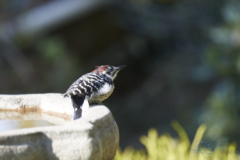 Nuttall’s Woodpecker