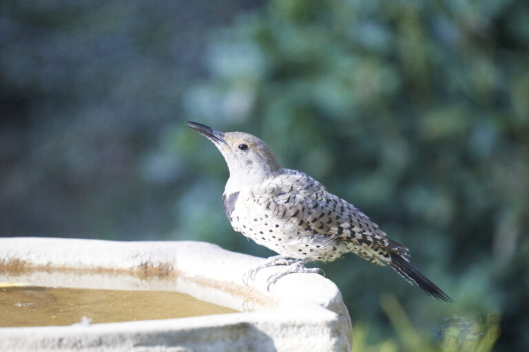 Northern Flicker