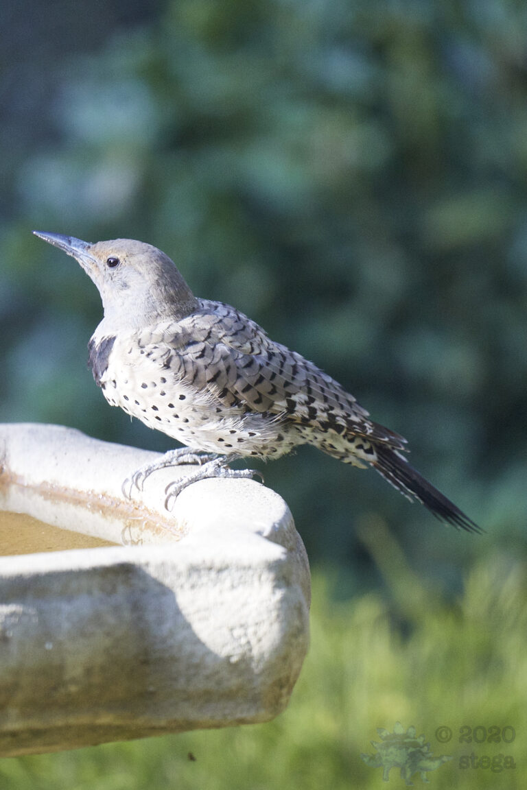 Northern Flicker