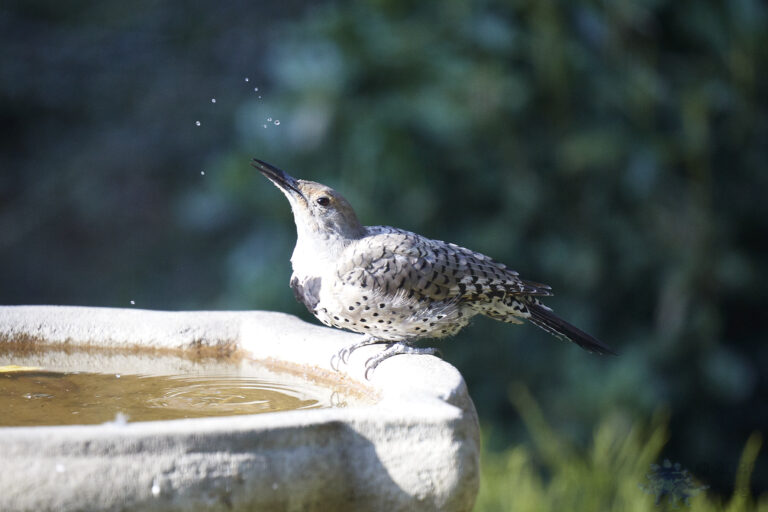 Northern Flicker