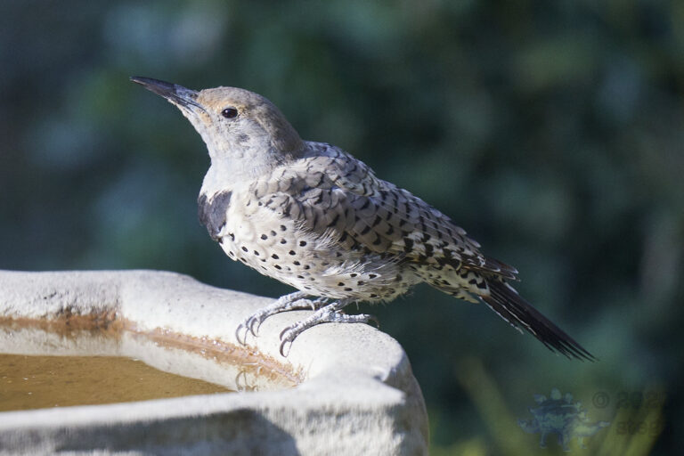 Northern Flicker