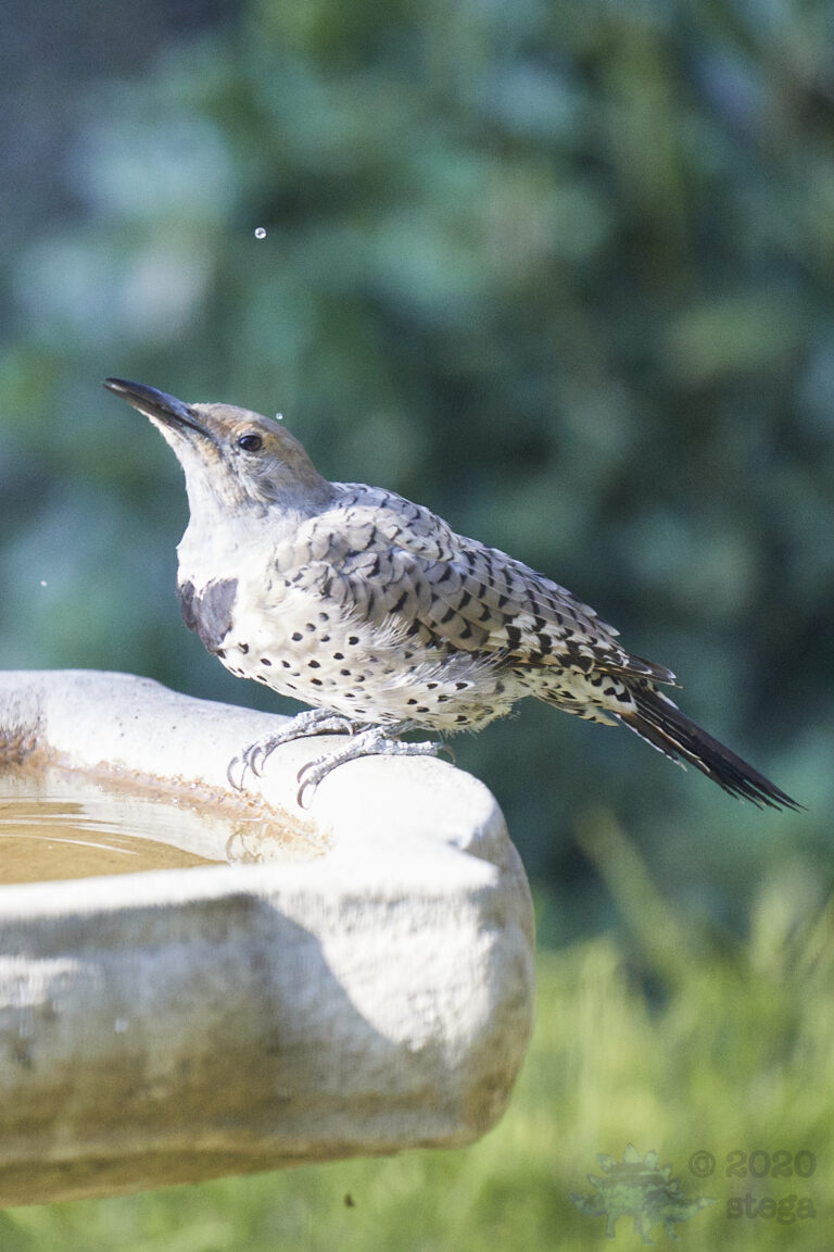 Northern Flicker