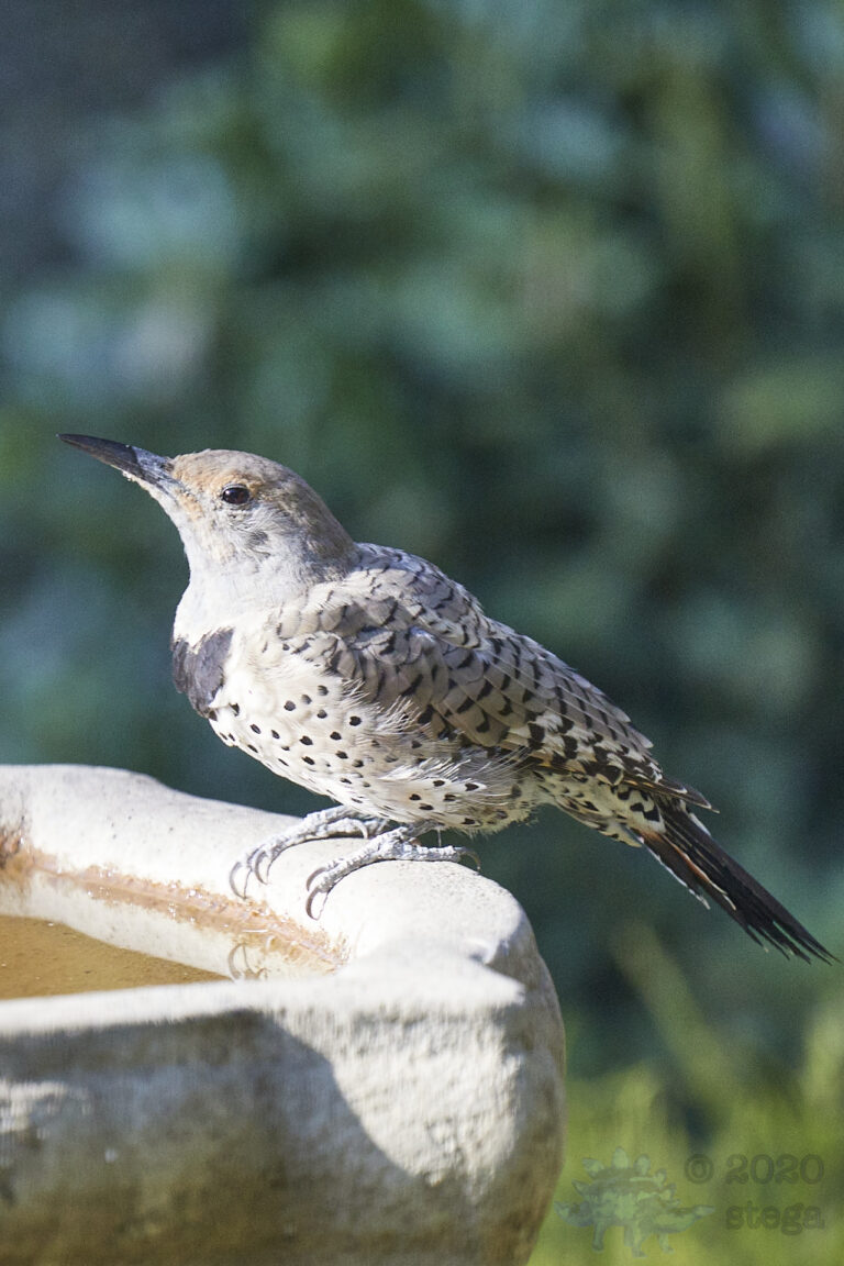 Northern Flicker