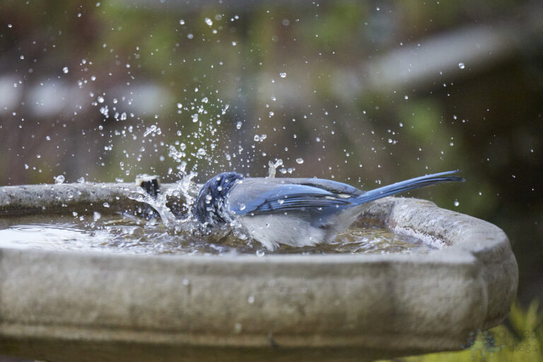 California Scrub Jay