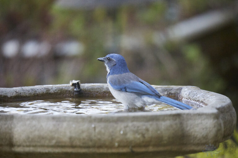 California Scrub Jay
