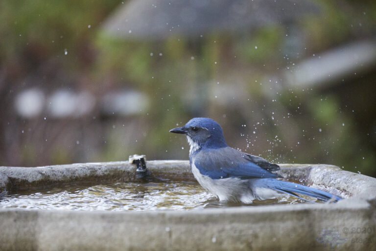 California Scrub Jay