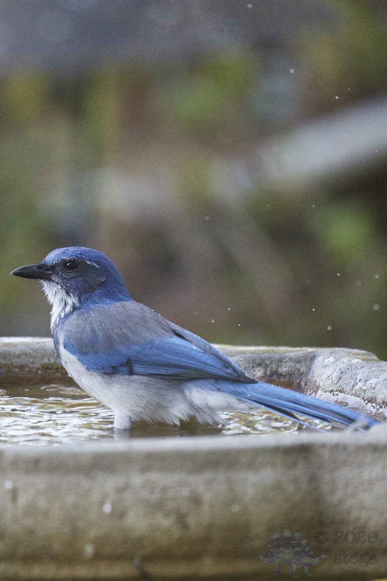 California Scrub Jay