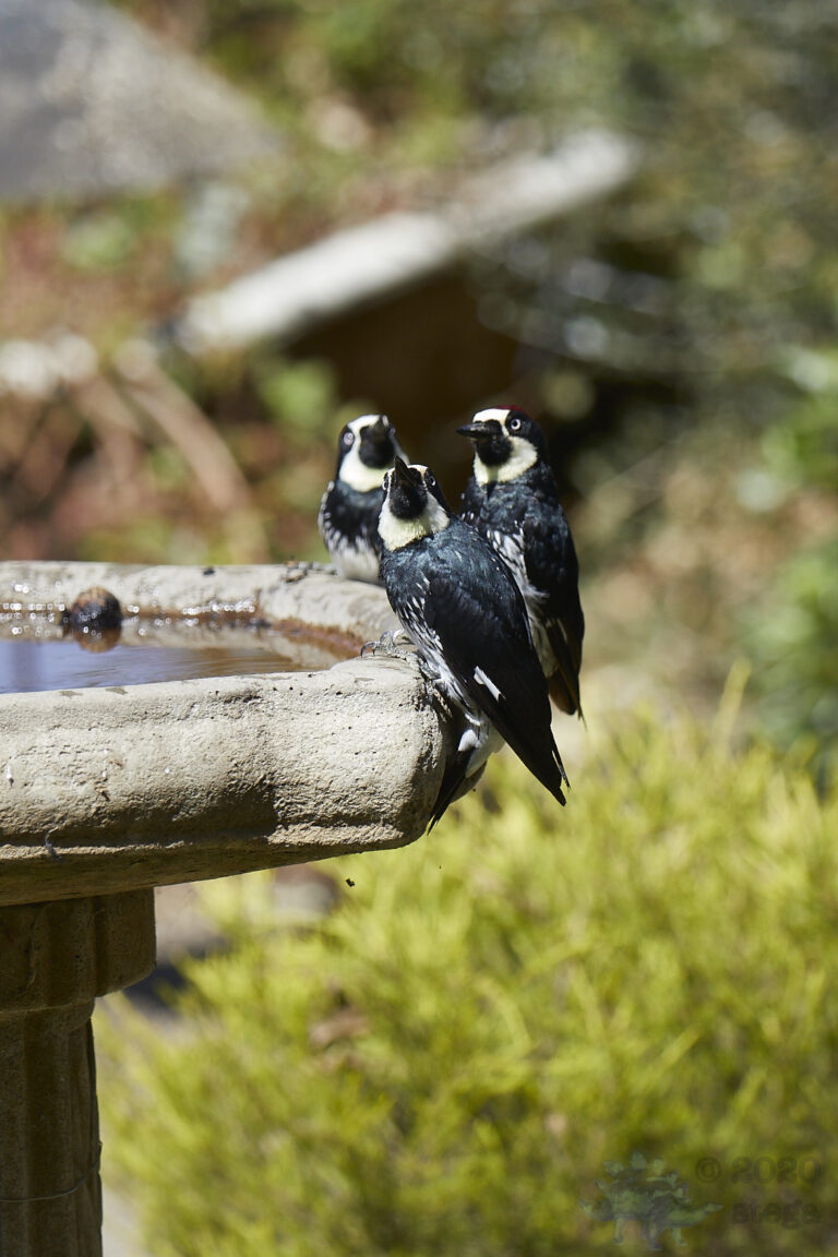Acorn Woodpeckers
