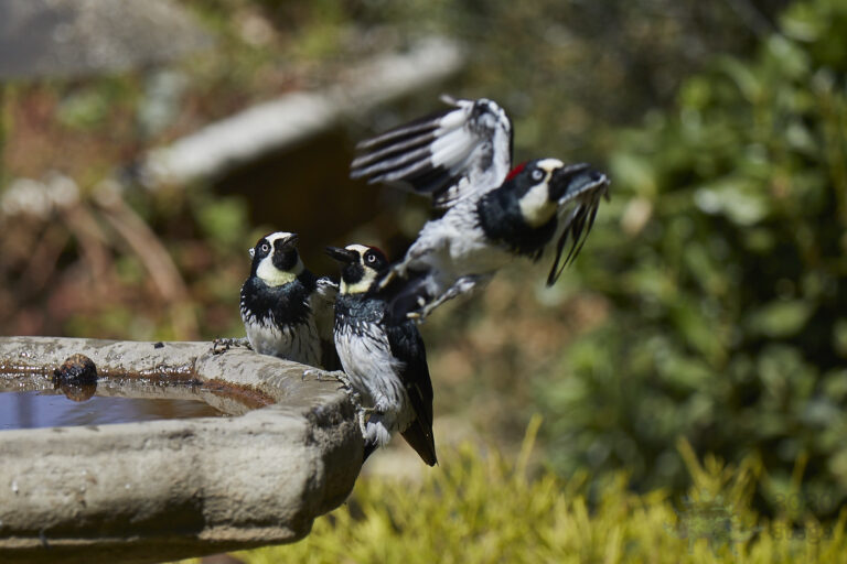 Acorn Woodpecker