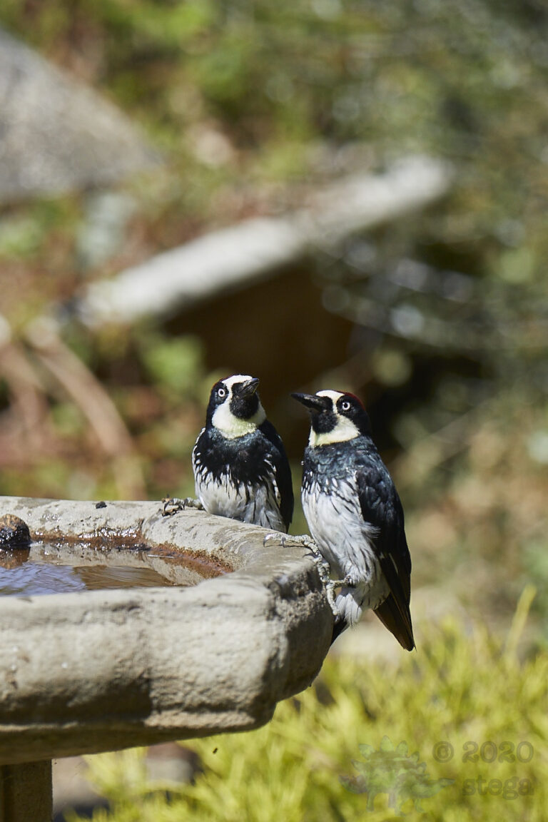 Acorn Woodpeckers