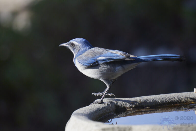 California Scrub Jay