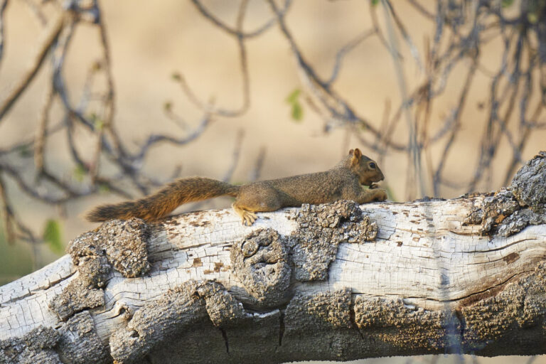 Fox Squirrel