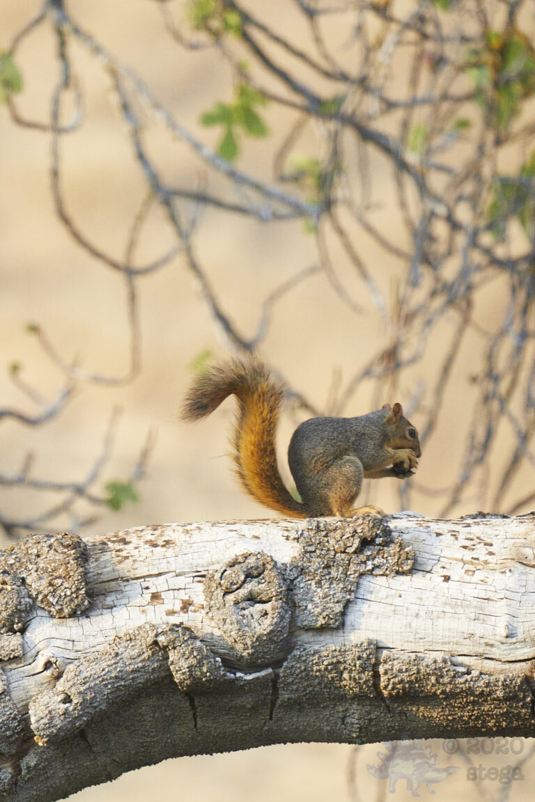 Fox Squirrel