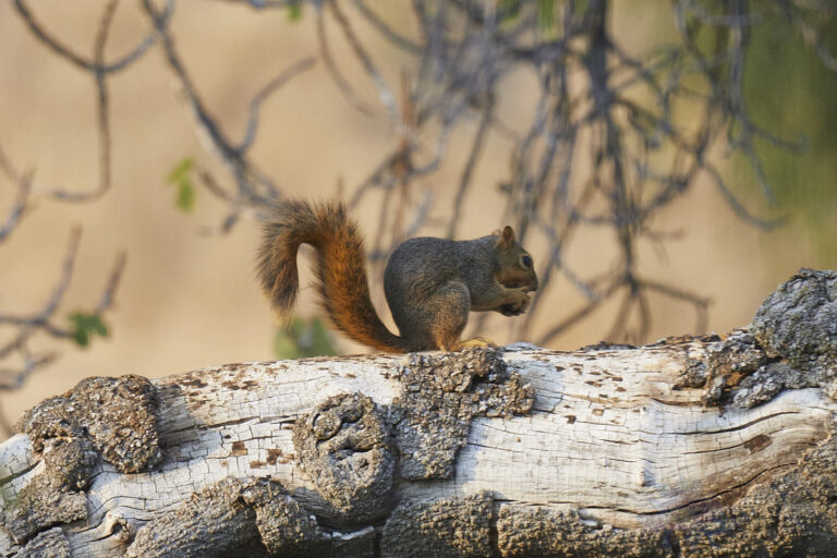 Fox Squirrel
