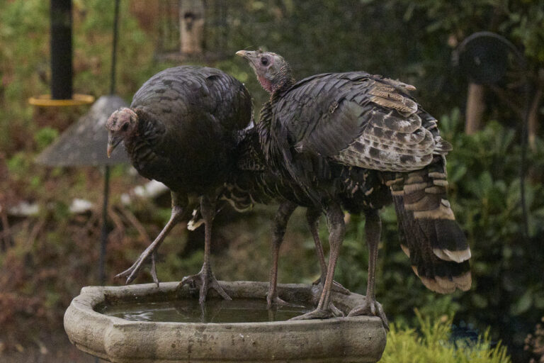 Wild Turkeys