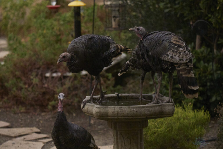 Dark Meat?