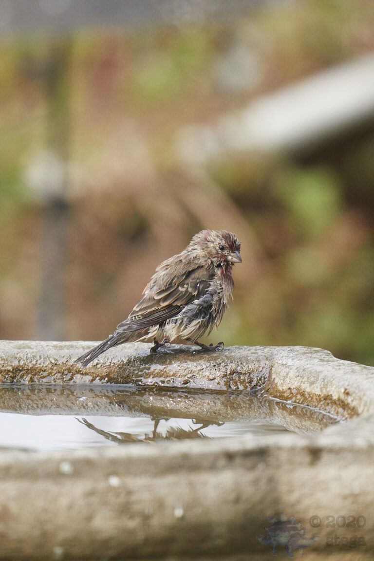 House Finch