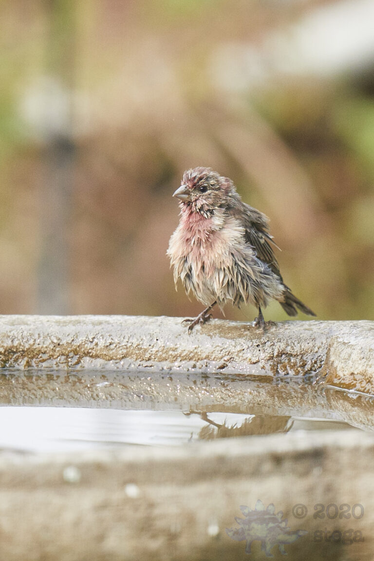 House Finch