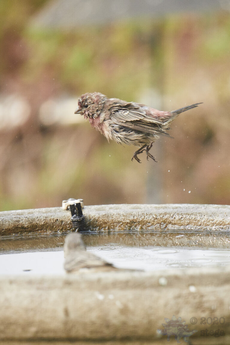 House Finch