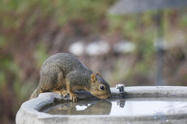 Fox Squirrel