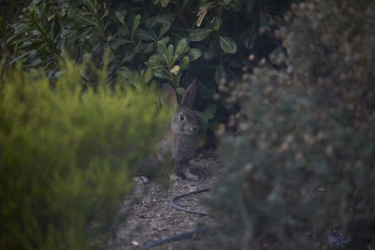 Young Hare