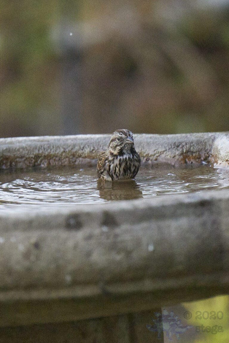 Song Sparrow