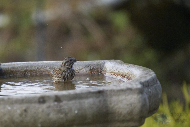Song Sparrow