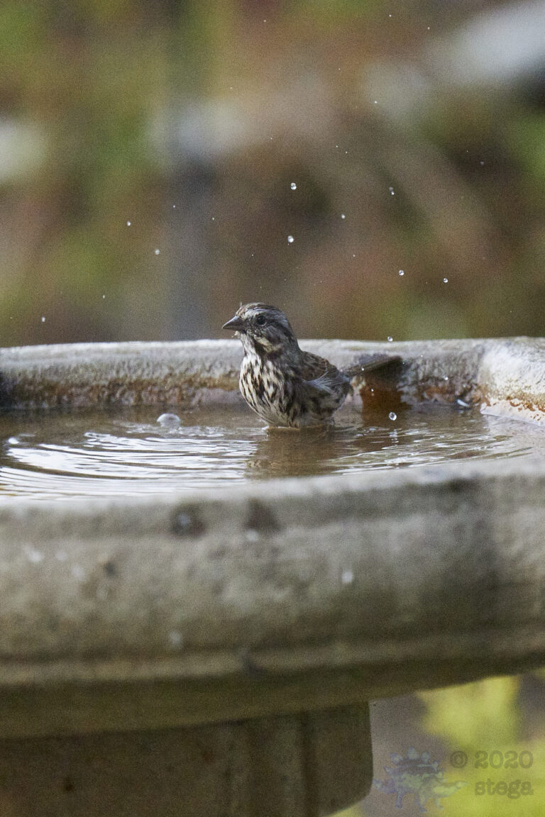 Song Sparrow