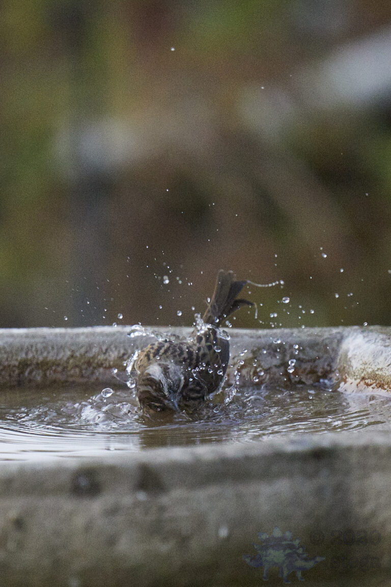 Song Sparrow
