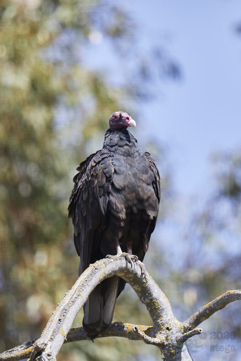 Turkey Vulture