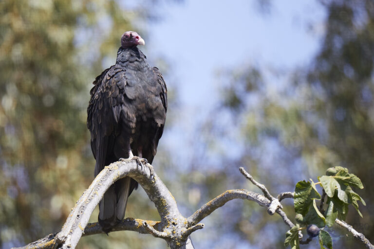 Turkey Vulture