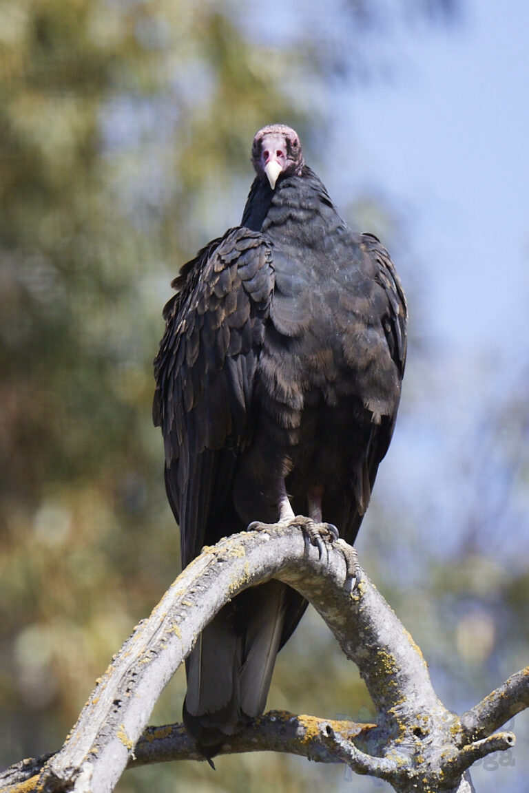 Turkey Vulture
