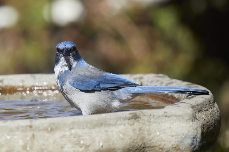 California Scrub Jay