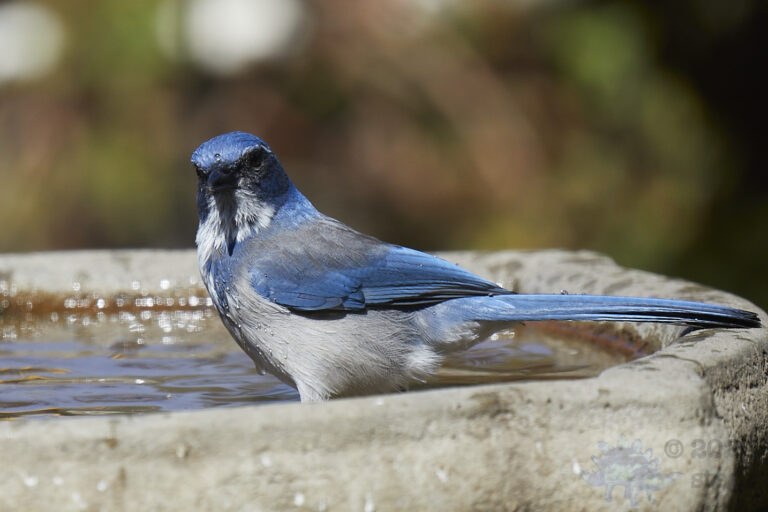 California Scrub Jay