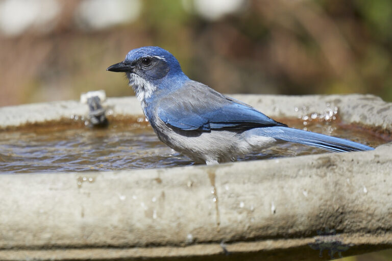 California Scrub Jay