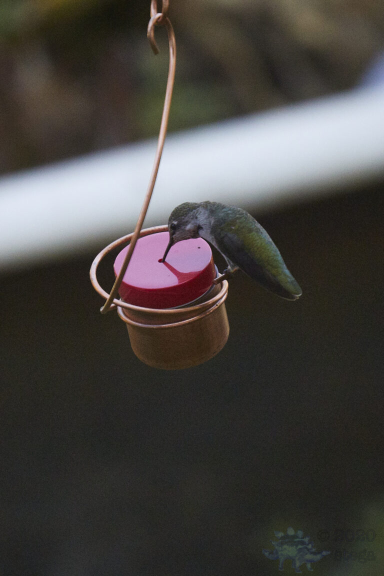 Anna’s Hummingbird