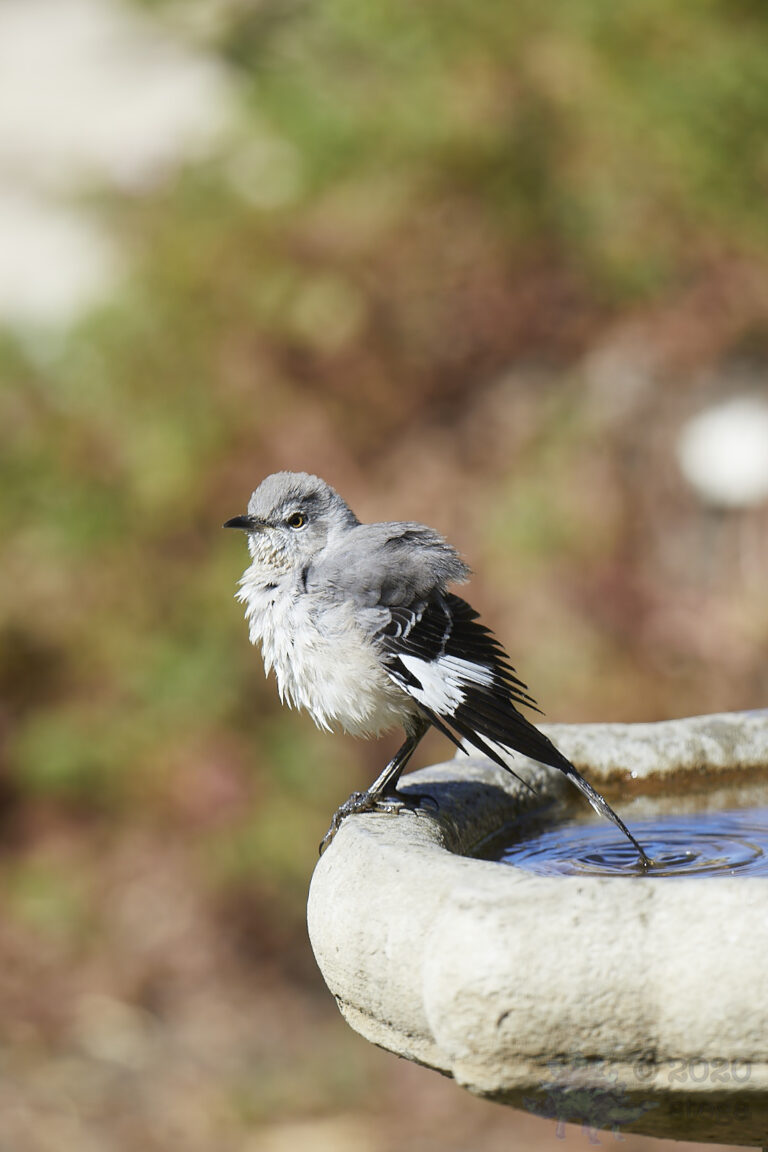 Northern Mockingbird