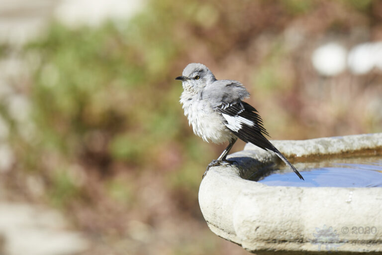 Northern Mockingbird