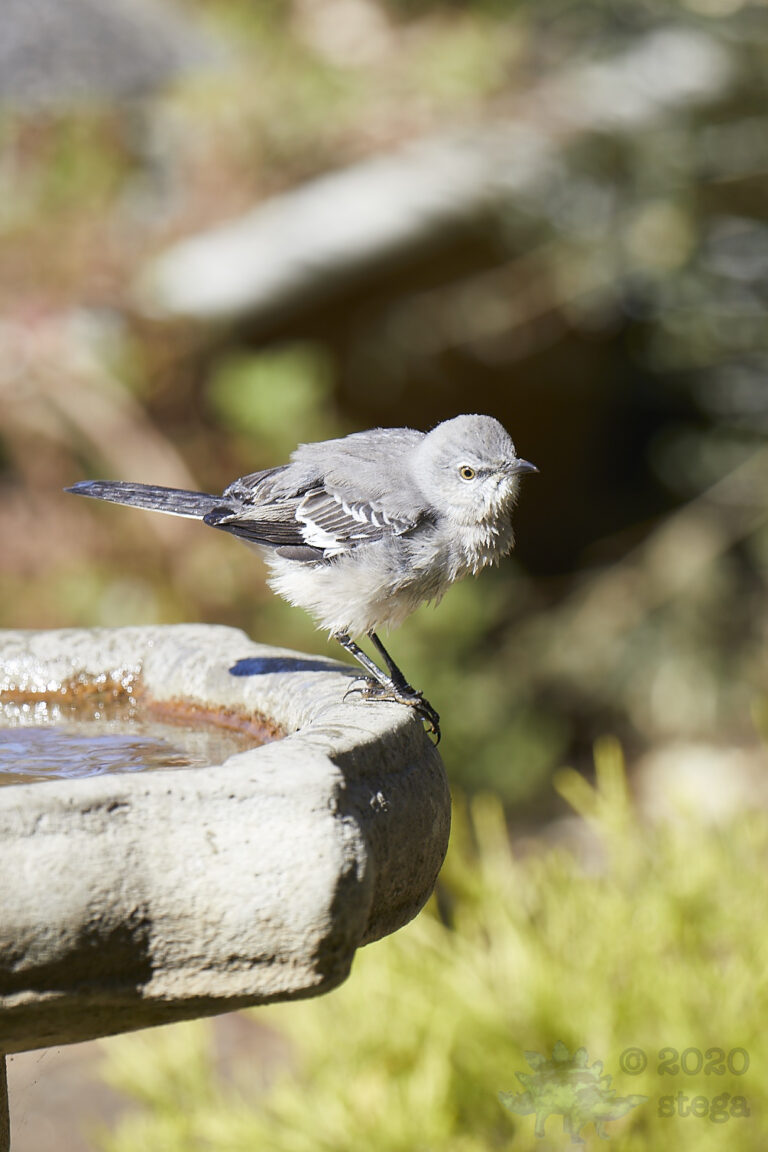 Northern Mockingbird