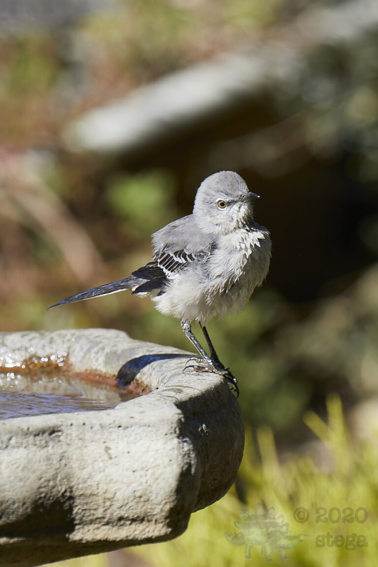 Northern Mockingbird