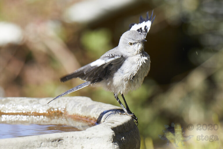 Northern Mockingbird