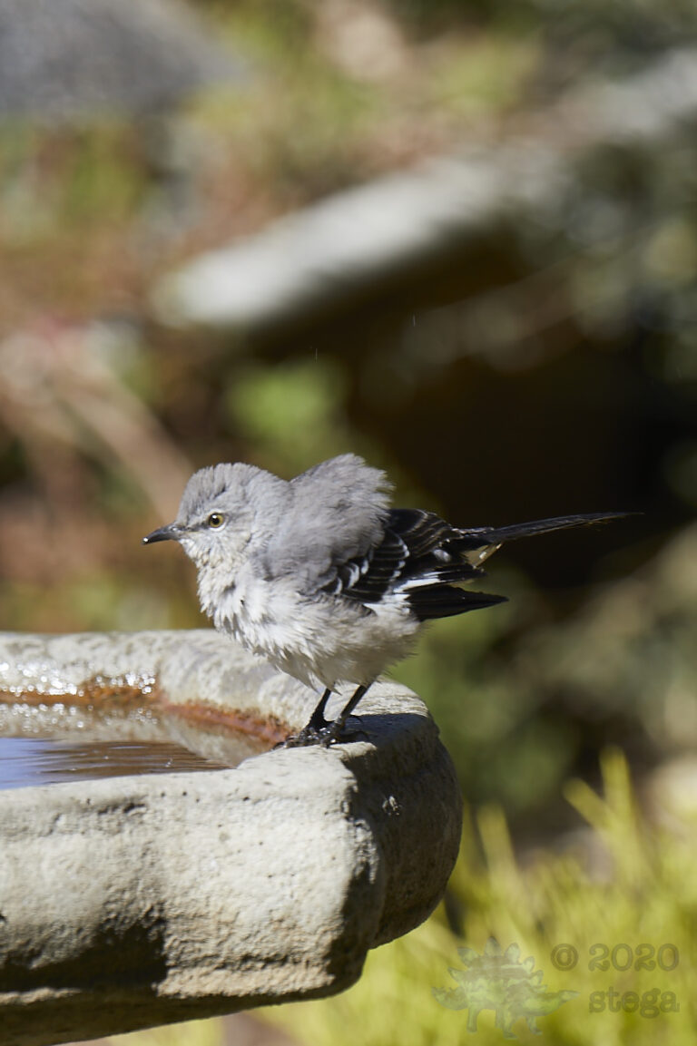 Northern Mockingbird